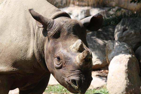 インターンシップ取材班 百獣の王も猛暑でダウン寸前 それでもお仕事がんばってます 天王寺動物園 産経ニュース