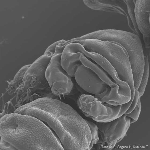 教えて ｇｏｏ ２７３ でも１００ でも死なない地球上最強の生物 クマムシ の生態について東大助教授に聞いてみた 1 3ページ 産経ニュース