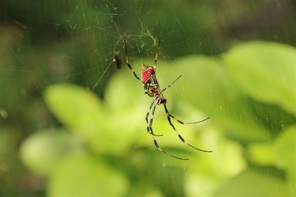 虫撮り人 台風一過 復興の達人 クモの生息数全国最多の東京 1 2ページ 産経ニュース
