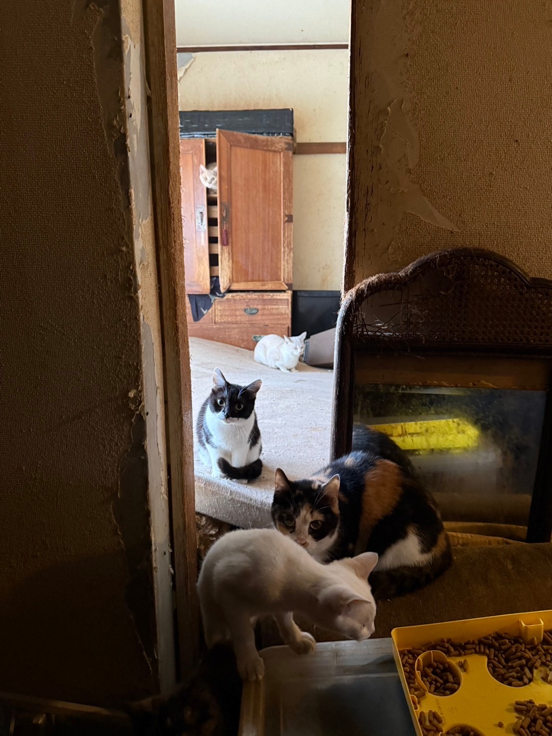 深刻度MAXのゴミ屋敷から猫20匹 支援拒否する飼い主の「心の扉」開いた