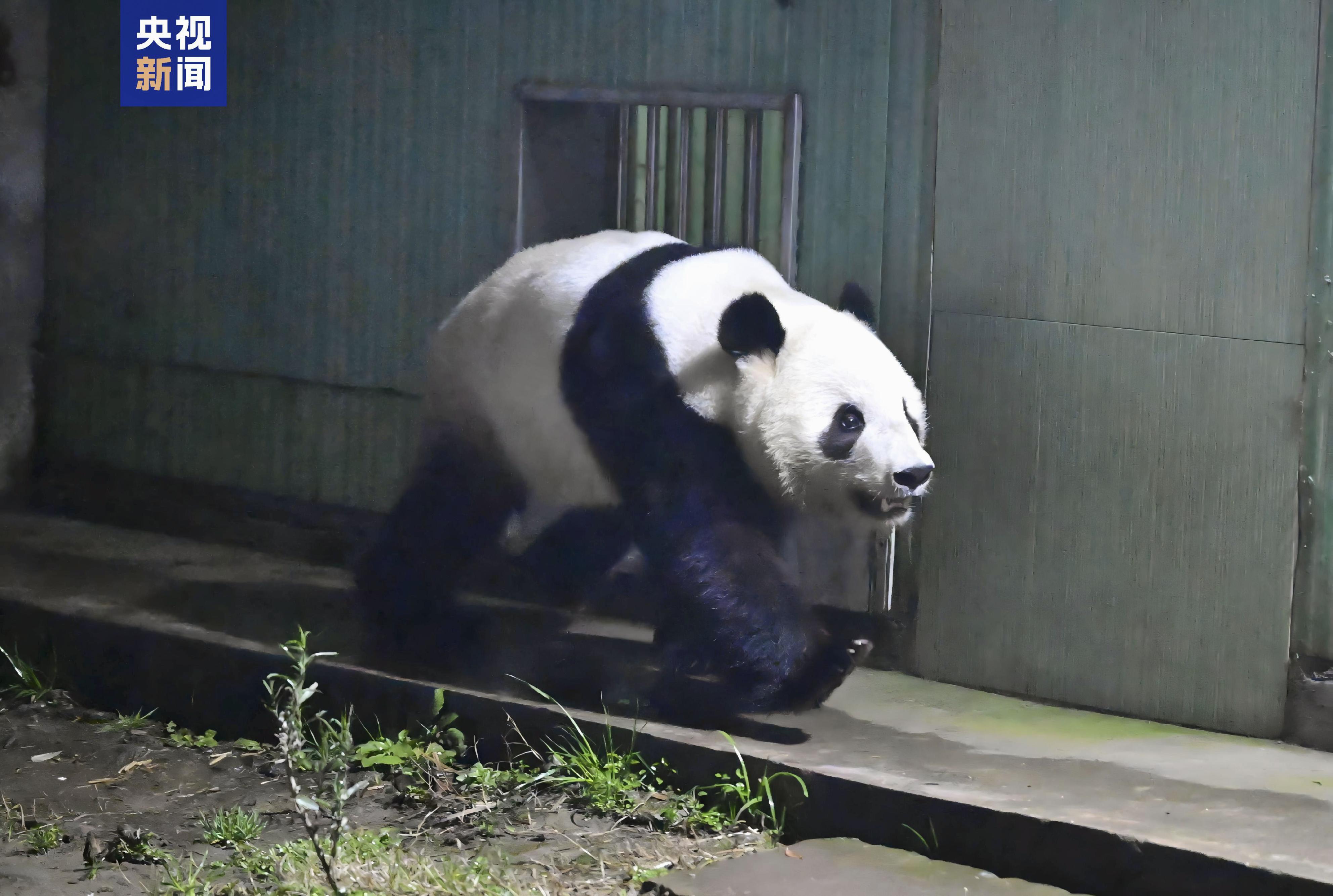 動画】双子パンダ、中国四川に到着 「かわいがってくれた人たちに感謝