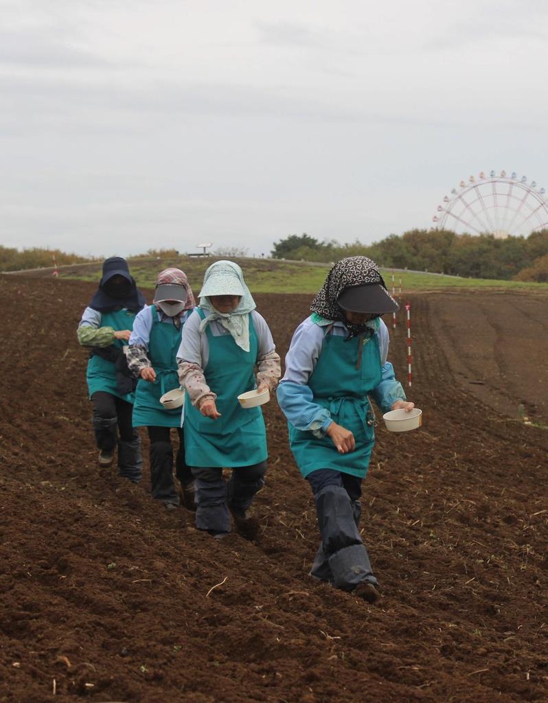 晩秋の風物詩 ネモフィラの種まき 国営ひたち海浜公園 産経ニュース