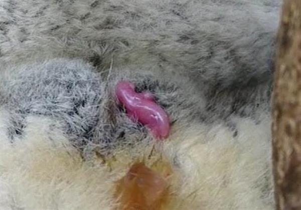 コアラの赤ちゃん誕生の瞬間 国内初の鮮明な動画撮影に成功 埼玉県こども動物自然公園 1 2ページ 産経ニュース