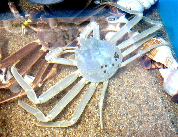 神さまのお遣い 白いズワイガニ捕獲 かにっこ館で今月１１日から展示 産経ニュース