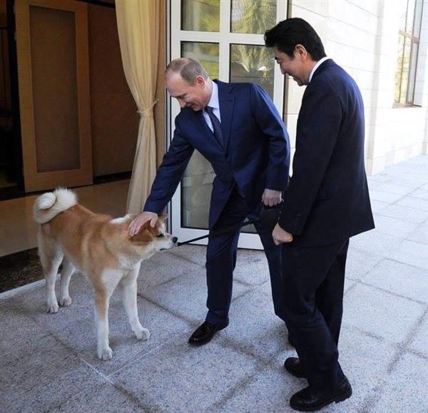 プーチン露大統領への秋田犬贈呈かなわず 産経ニュース