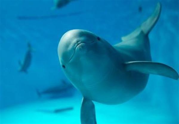 人なつっこい赤ちゃんスナメリ チハル 命名者とご対面 広島県宮島水族館 産経ニュース