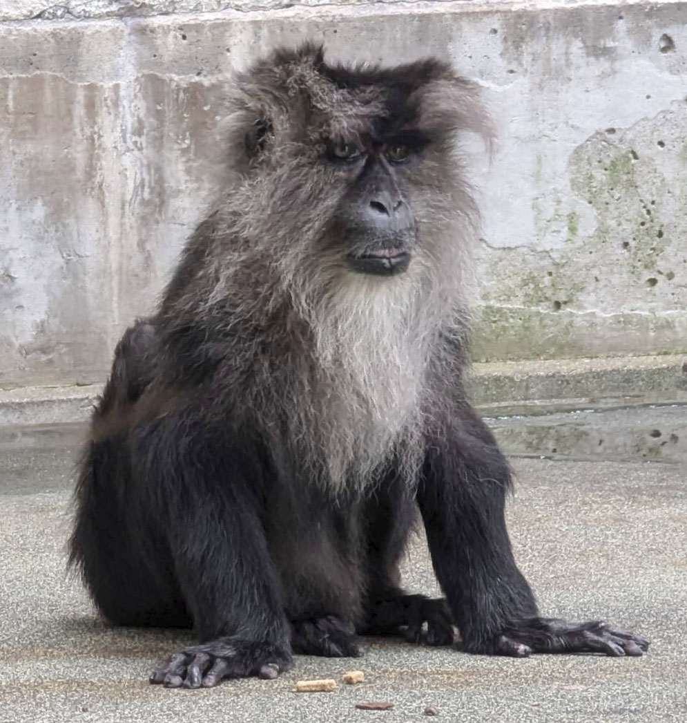雌のシシオザル・カイガ死ぬ 熊本の動物園で13頭の子出産 - 産経ニュース