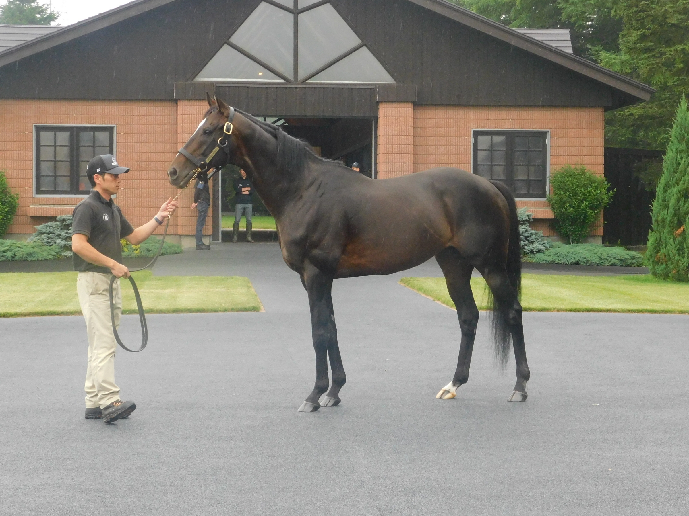 社台SSが今年の種付け数を発表 最多はキタサンブラックの242頭