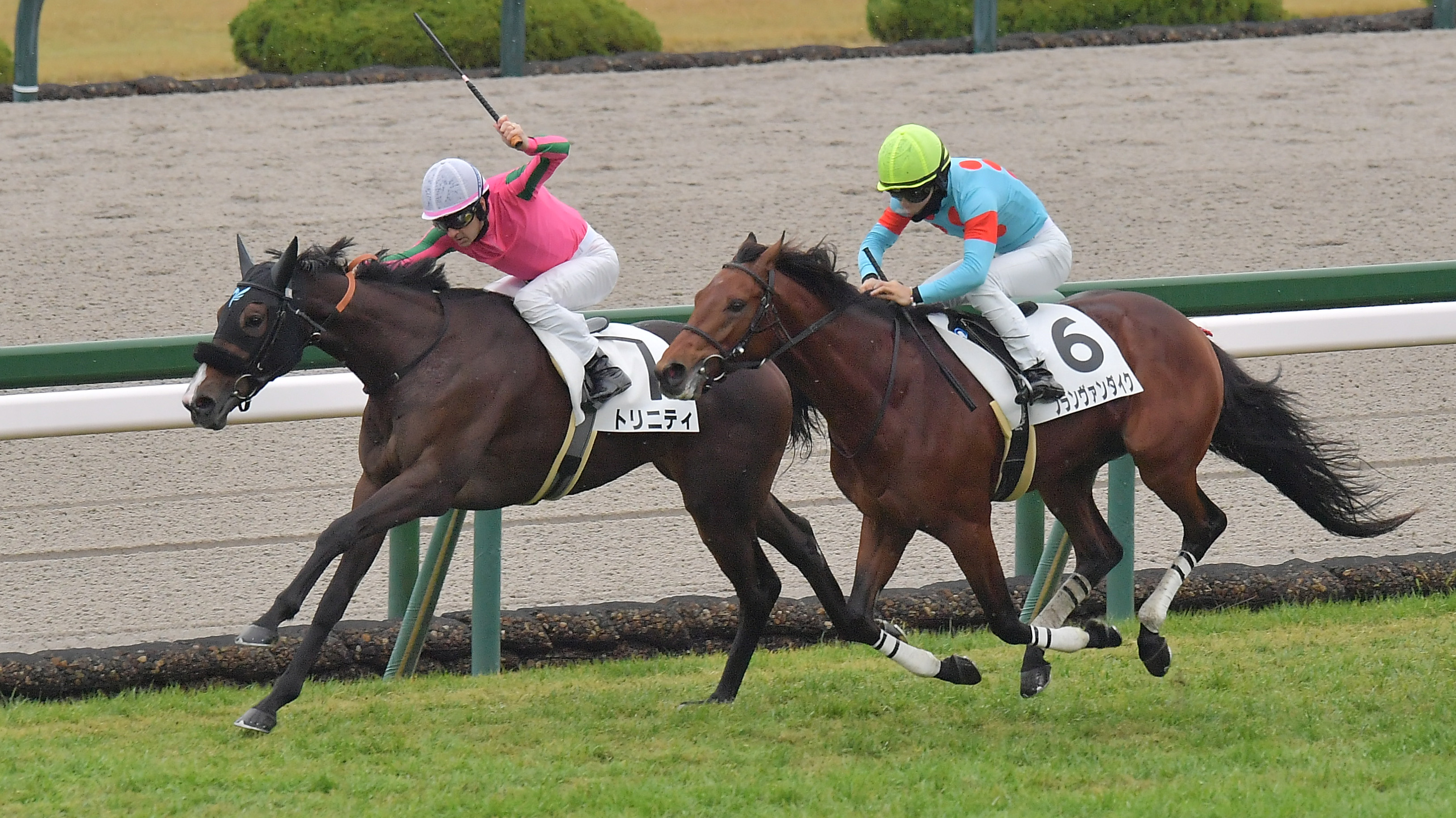2歳新馬・阪神5R】先手を奪ったトリニティがしぶとく粘って接戦を制す