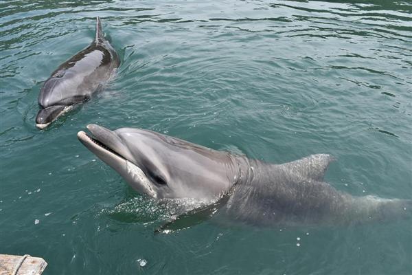 母乳をねだる姿がかわいい イルカの赤ちゃん 会いに来て 元気に成長中 産経ニュース
