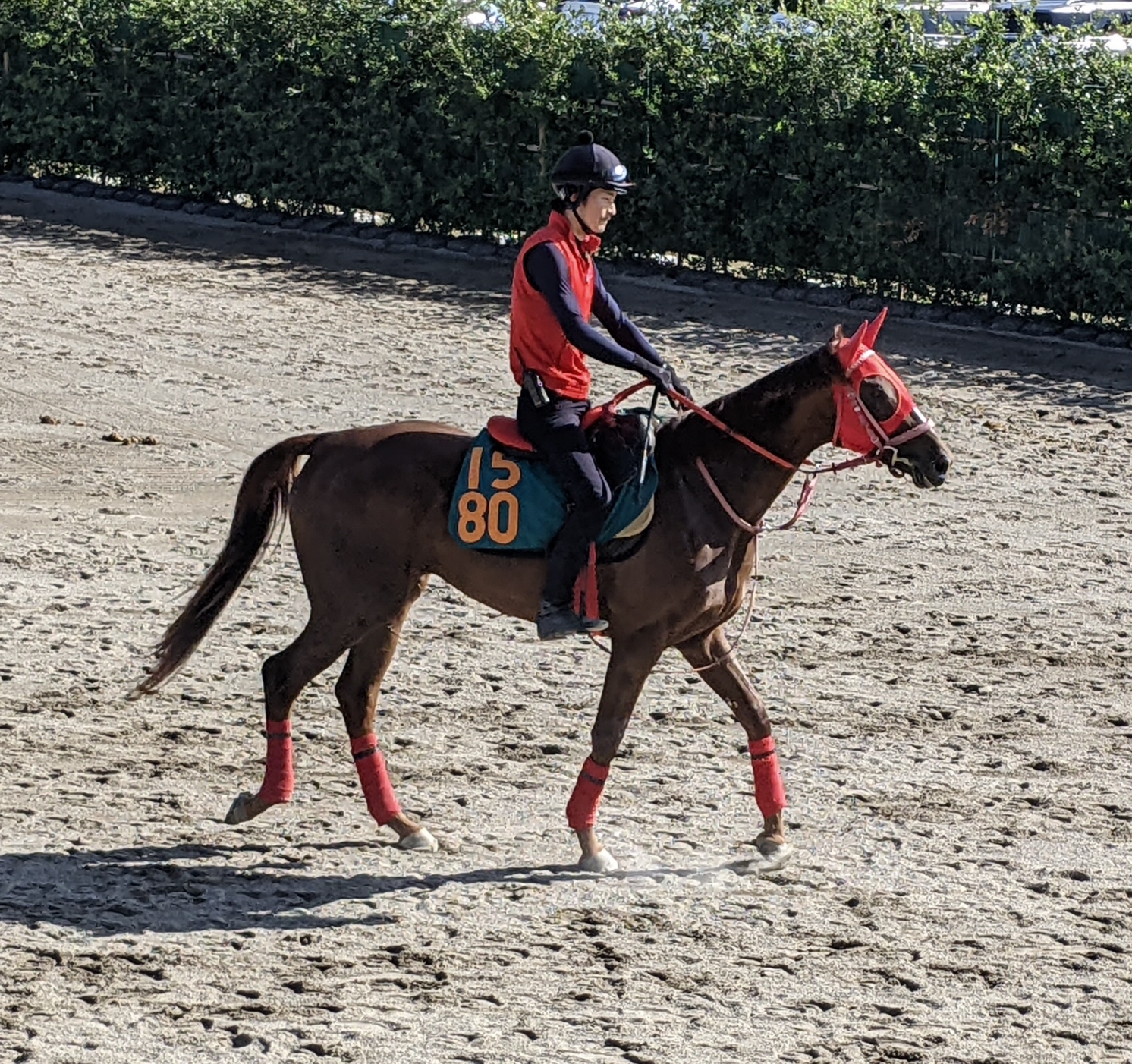 １３日栗東でジオグリフの半妹など１２頭の２歳馬がゲート合格