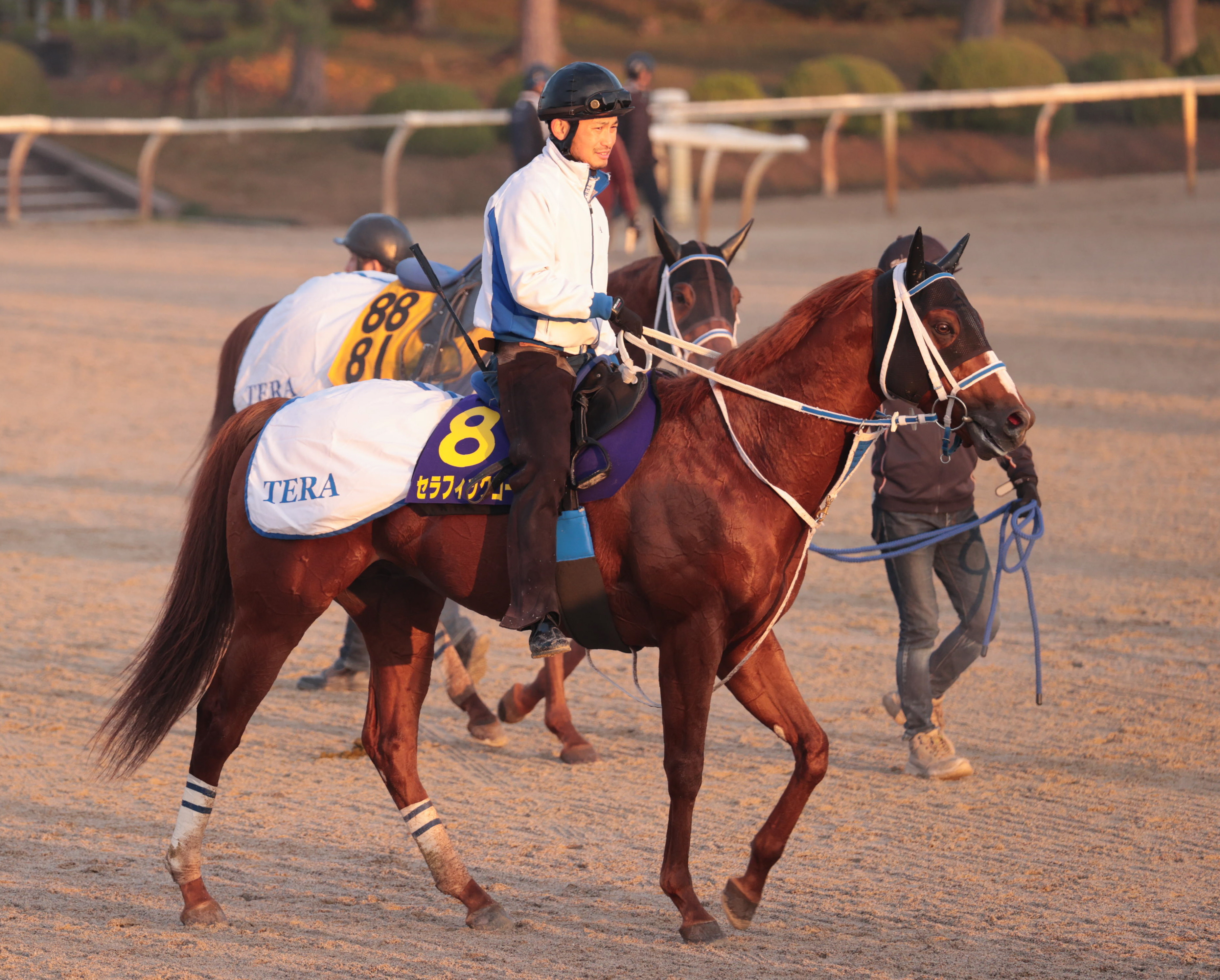 チャンピオンズC】〝ラッキー④番枠〟セラフィックコールが波乱を呼ぶ