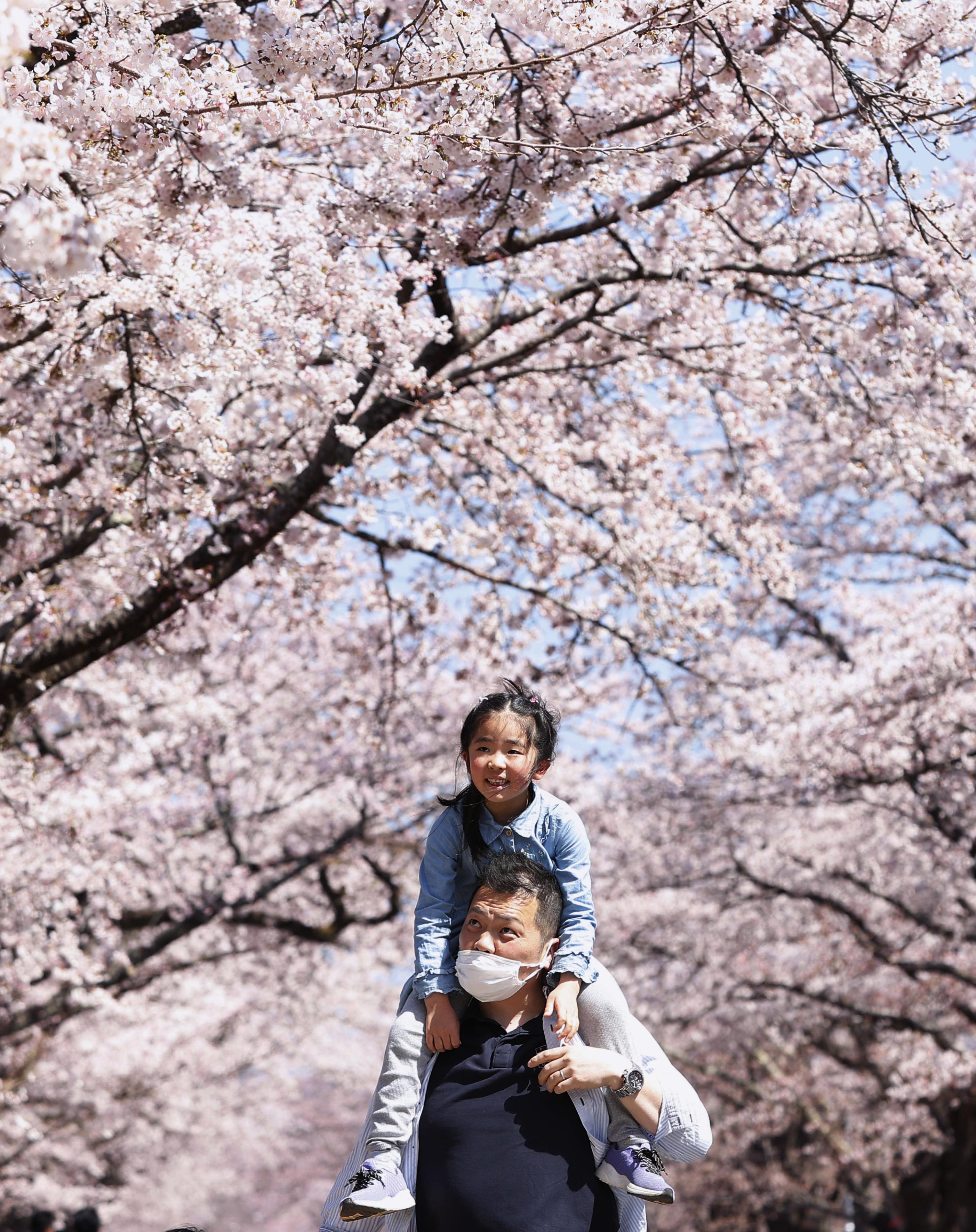 柵消えた夜の森で桜まつり 福島、11日から準備宿泊 - 産経ニュース