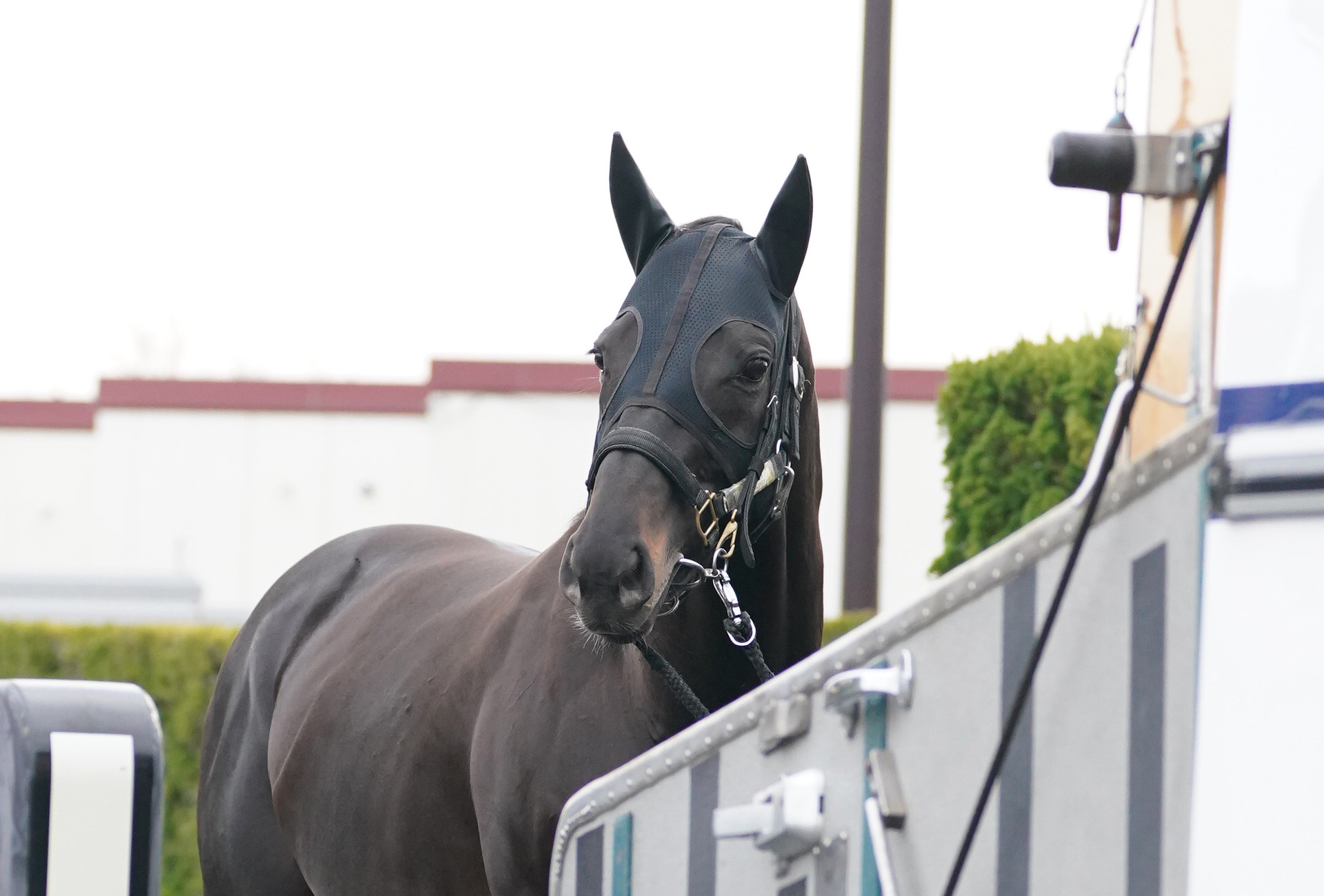 日本ダービー馬シャフリヤールが来年度も種牡馬供用！ 引退危機から