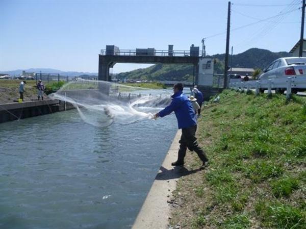 ホンモロコの産卵保護で 琵琶湖の一部で釣りも禁止へ 1 2ページ 産経ニュース