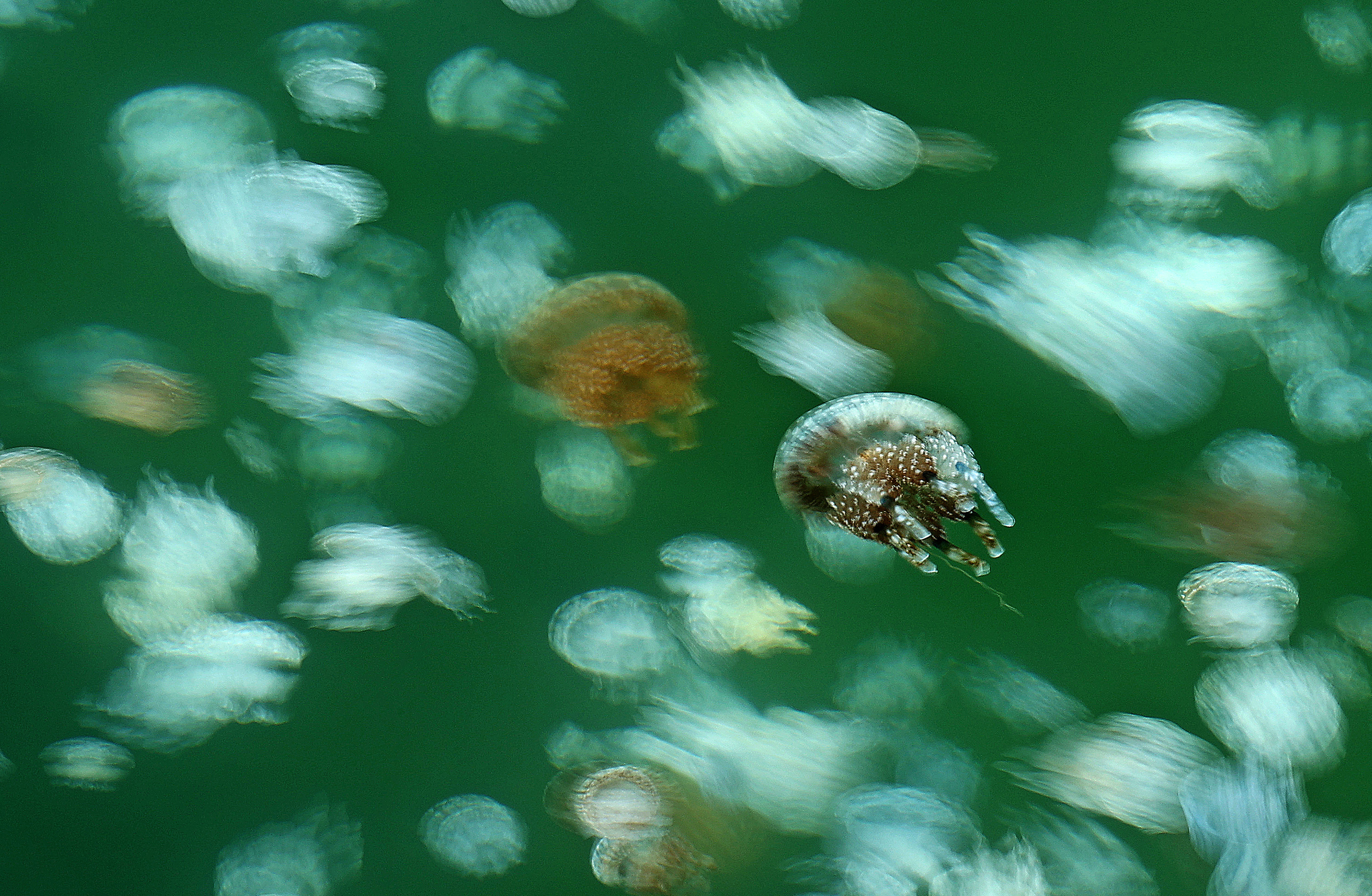 動画】【光を撮る】 南国の秋に現れた神秘の花筏 - 産経ニュース