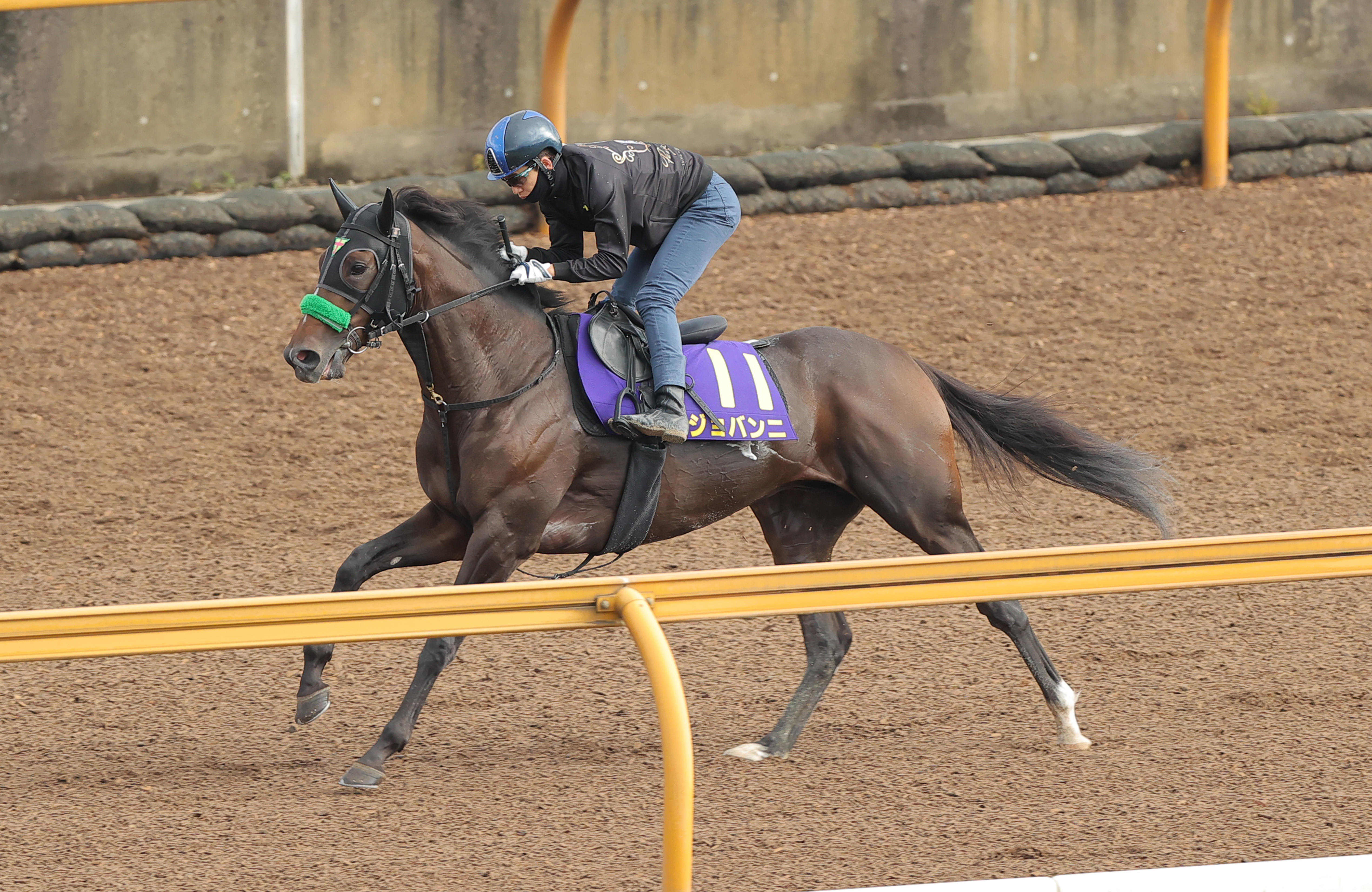 菊花賞 1週前追い切り】ジョバンニ強めに追われる 松山弘平騎手