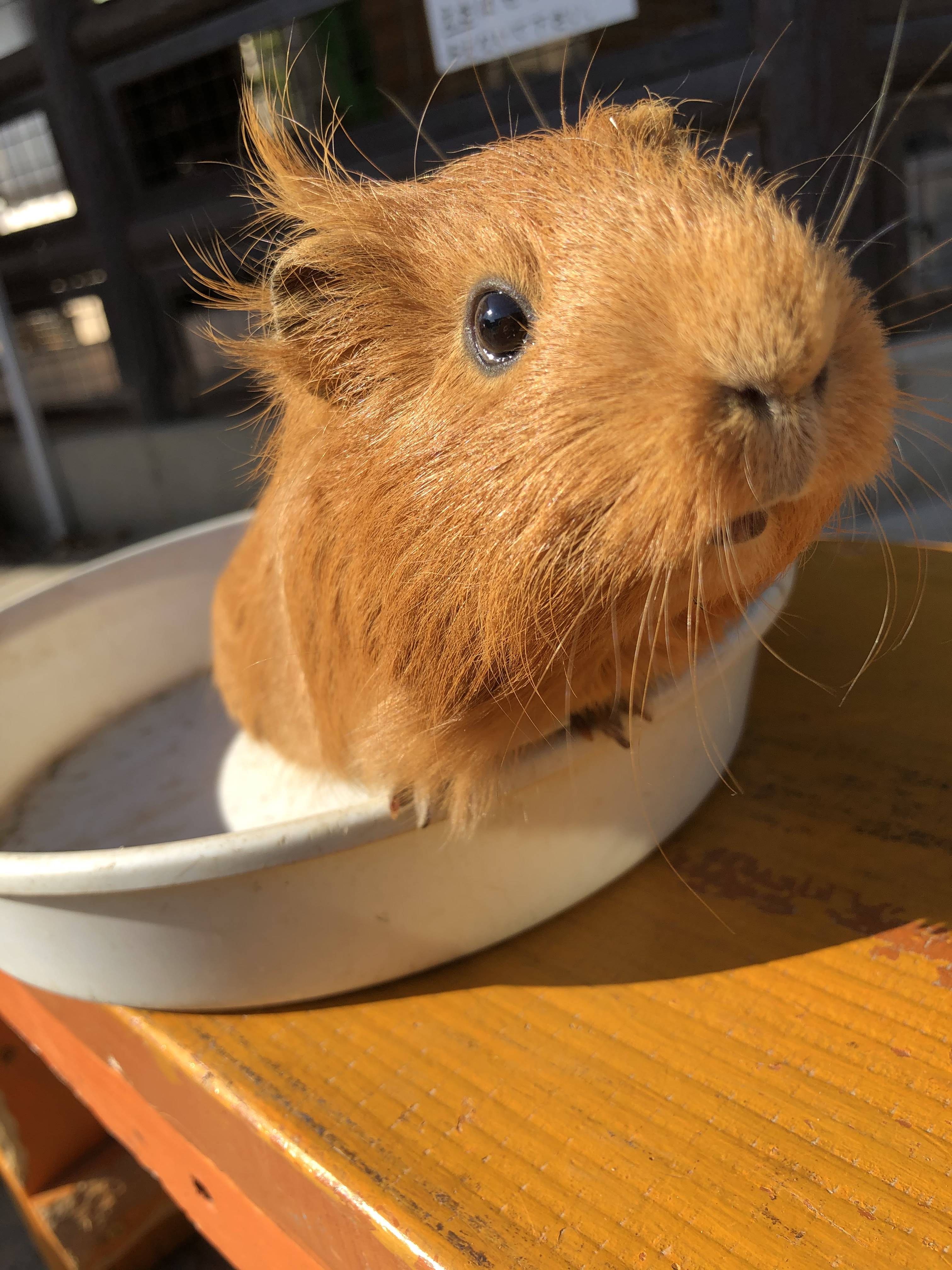 長野 須坂市動物園 飼育員日誌 モルモットの ちくわ 今年度の 園の顔 癒やしお届け 産経ニュース