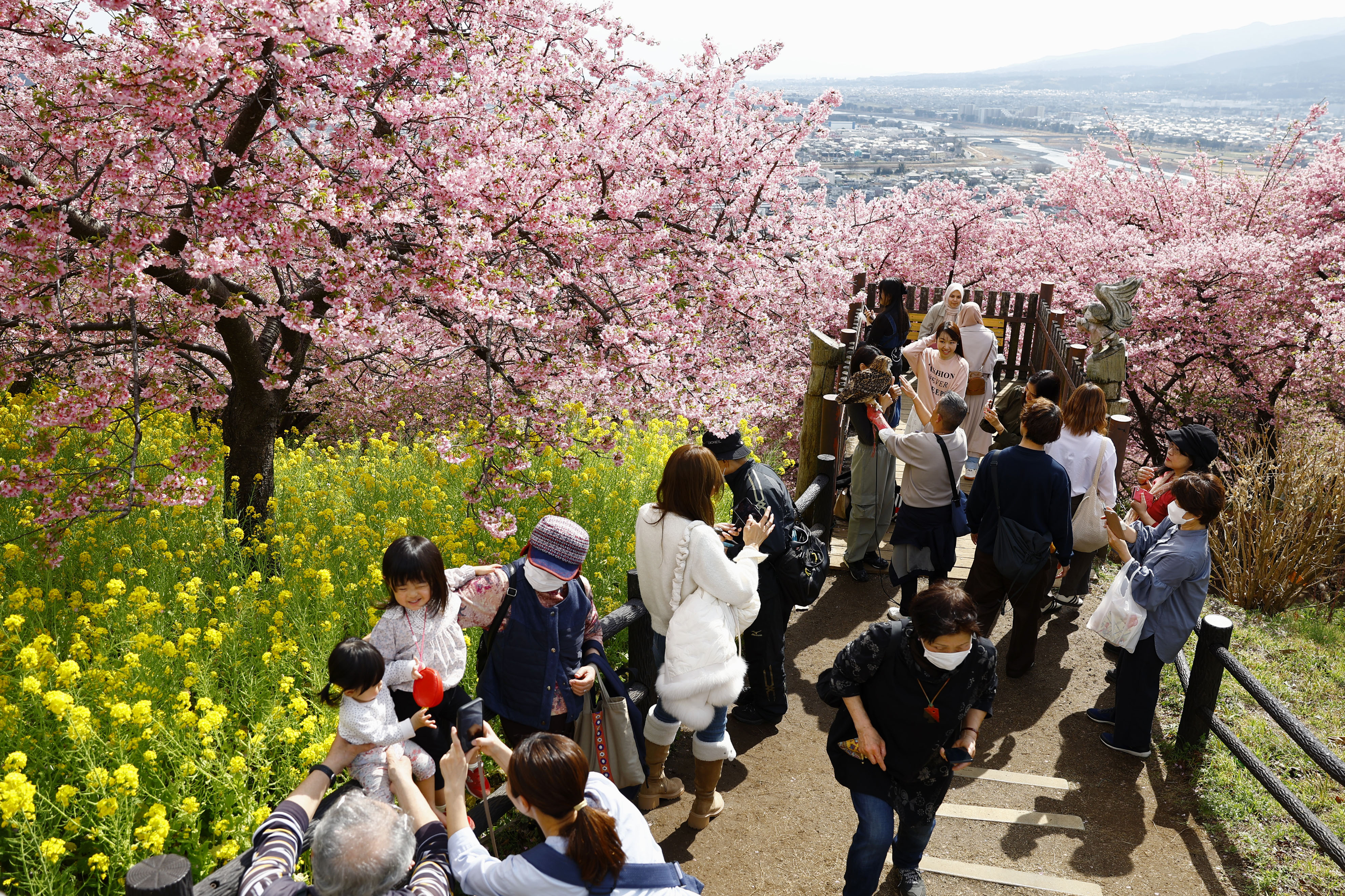 山肌彩る桜と菜の花 神奈川・松田町 - 産経ニュース