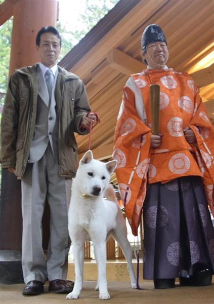 紀州犬「すずひめ号」和歌山の丹生都比売神社ご神犬に 来月お披露目（1