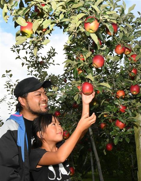 群馬 沼田でリンゴ狩りのシーズン 産経ニュース 群馬 沼田でリンゴ狩りのシーズン 産経ニュース