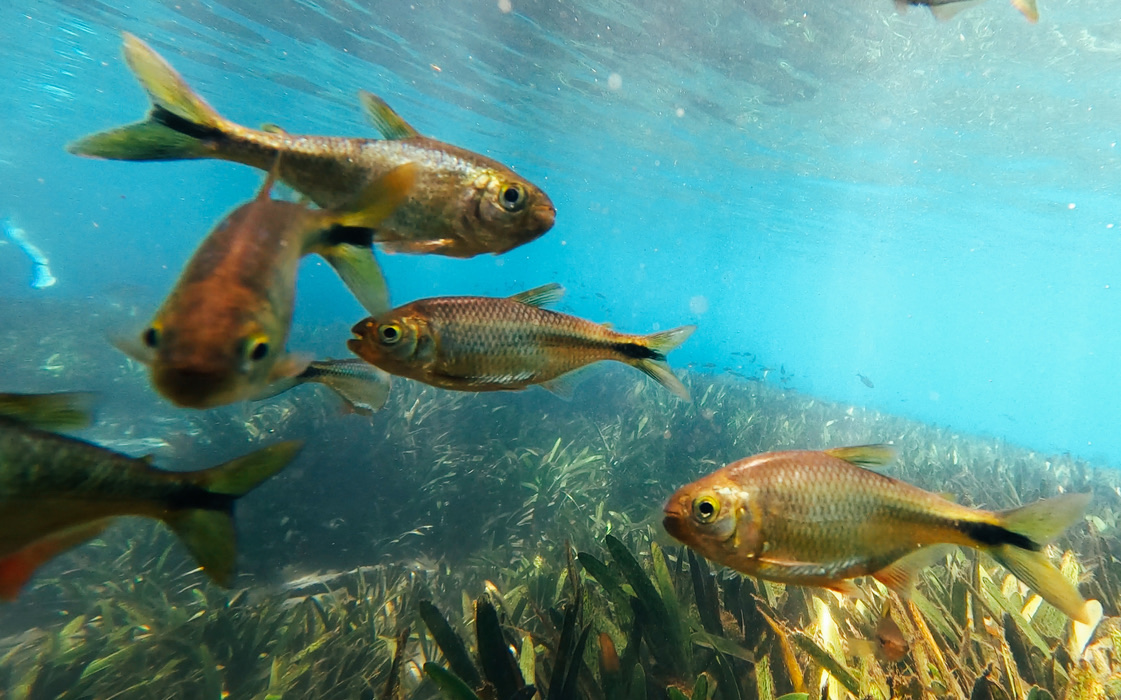 魚の本 北アメリカ淡水魚 魚の本 北アメリカ淡水魚