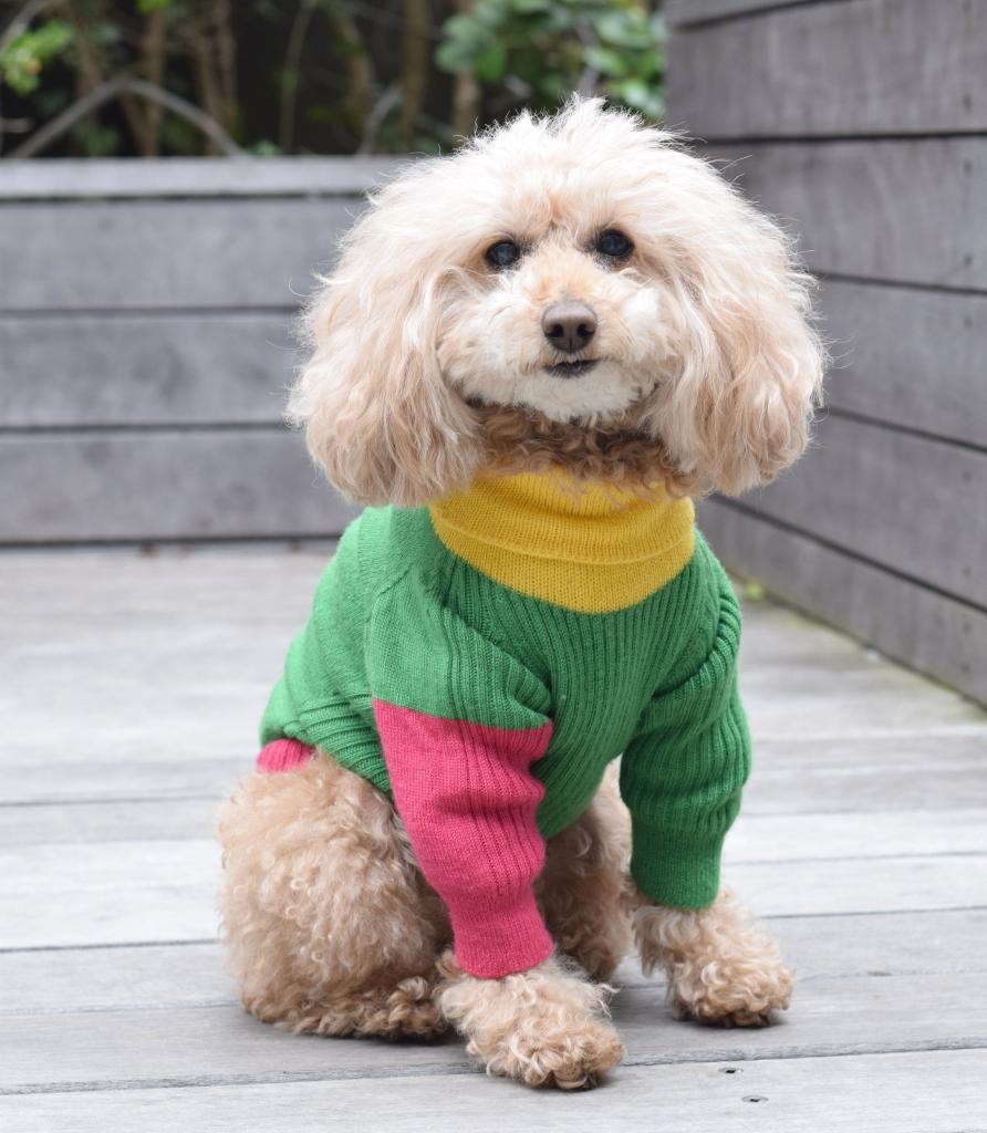 lulu　ハンドメイド犬服　ワンピース うちの子に着せたい」犬用ロンパース 縫わずに編み上げ、シンプル