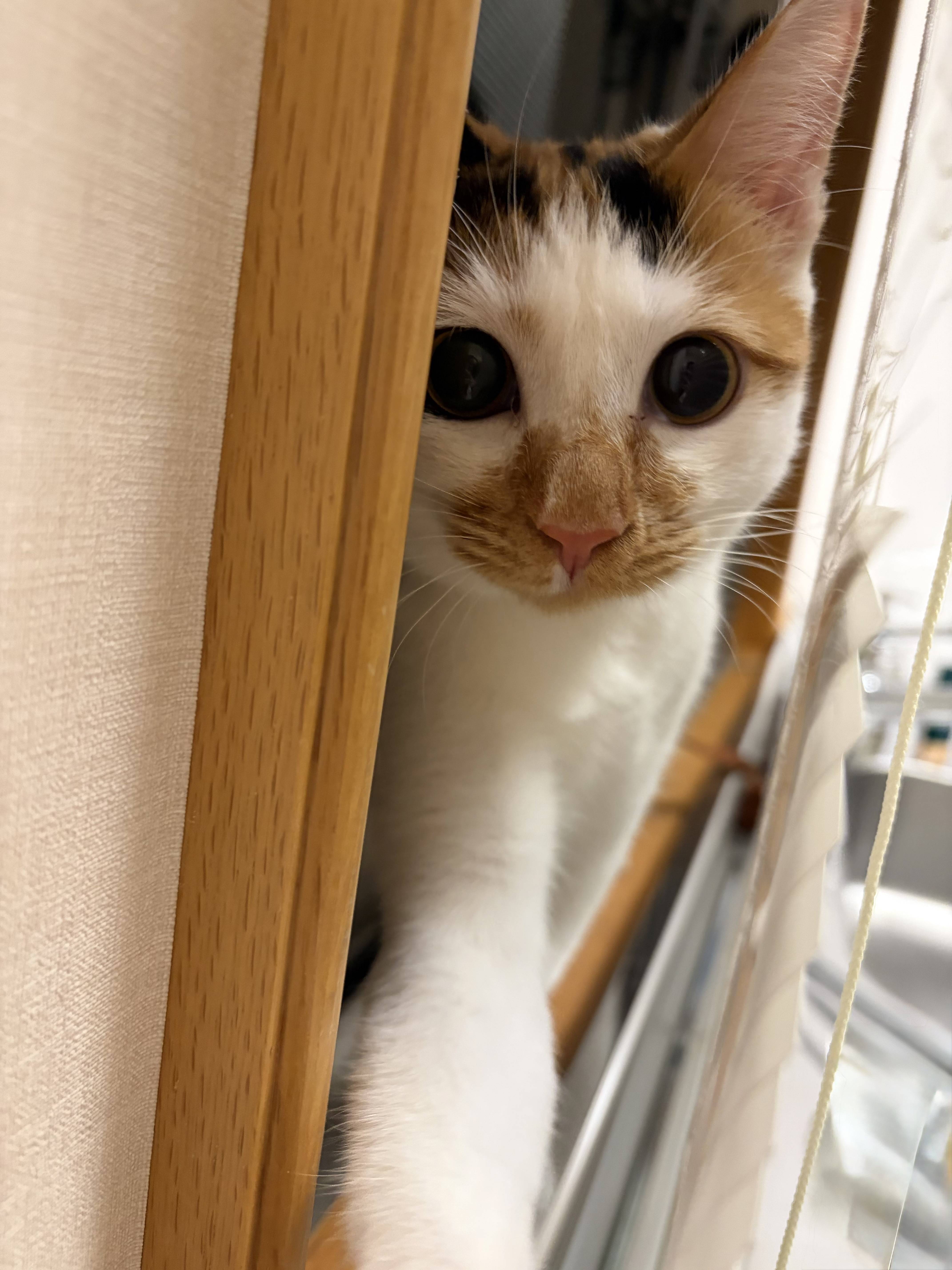 天皇ご一家の新しい愛猫ご紹介、三毛猫の「美海」 保護猫を譲り受け