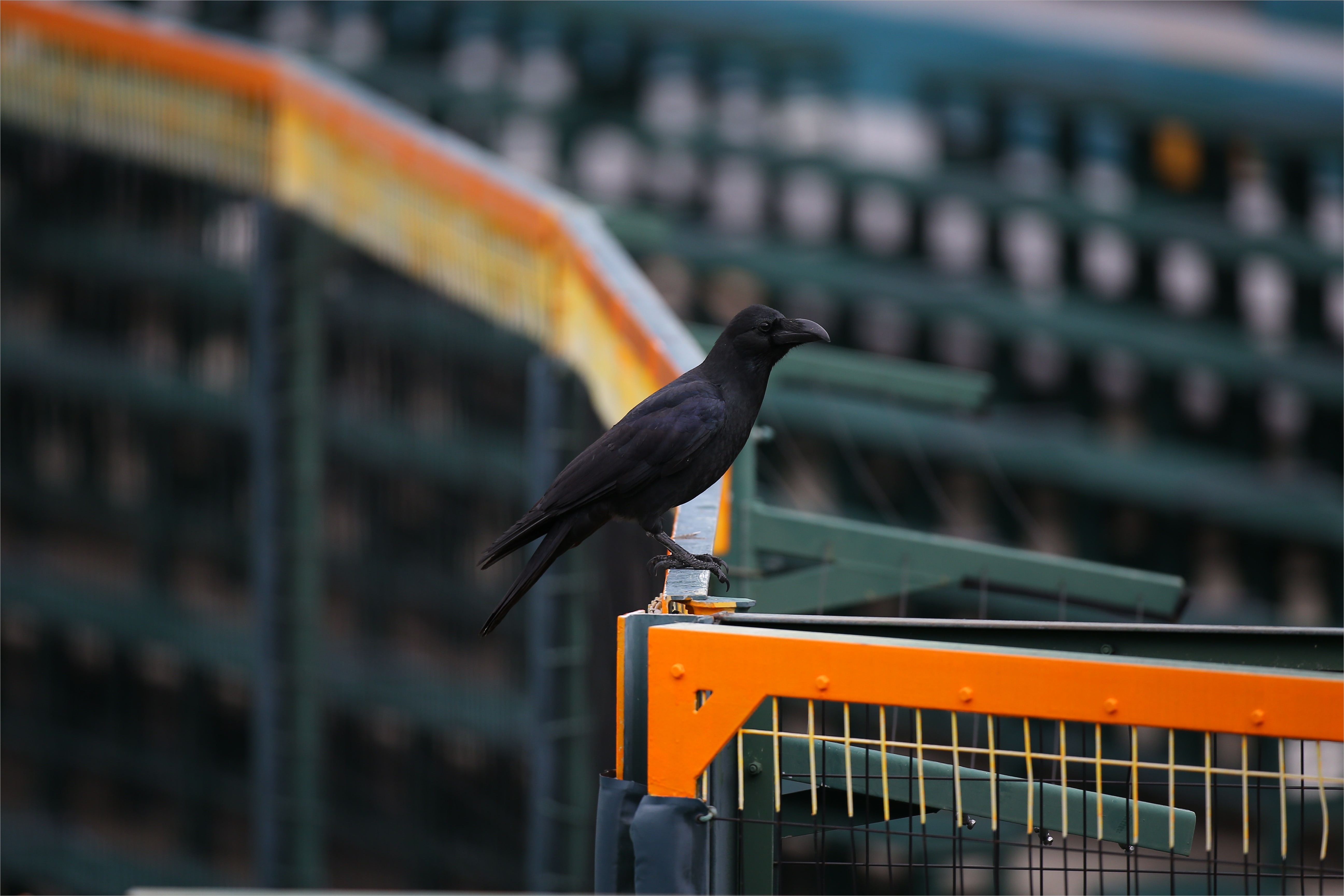 虎のソナタ 虎番の敵 甲子園のカラス 追放を 阪急阪神ｈｄ株主になったらぜひ提案 サンスポ