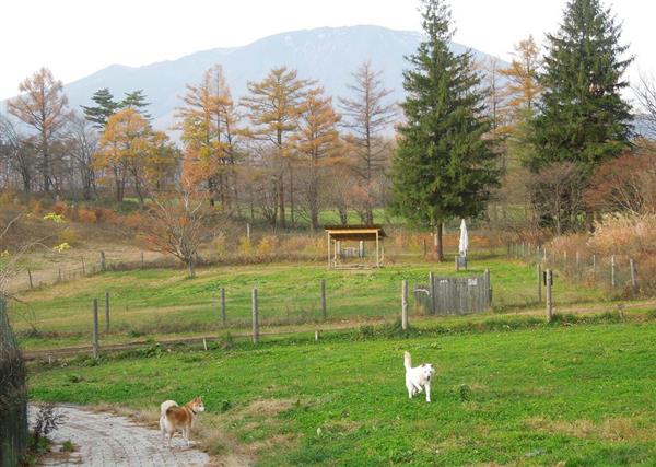 日本再発見 たびを楽しむ １２万坪の敷地 駆け回る保護犬 ペットの里 岩手県滝沢市 産経ニュース