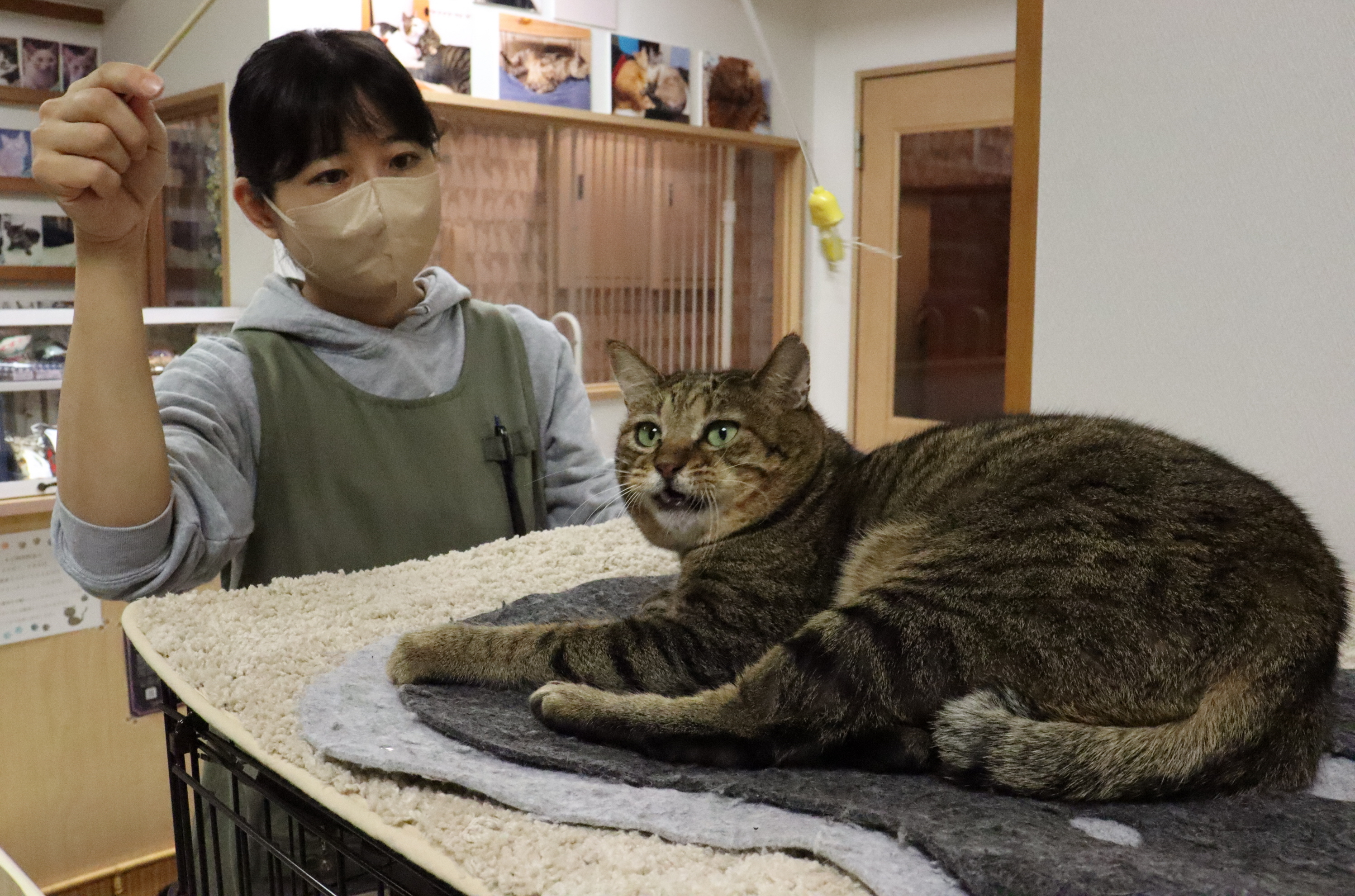 いきもの語り 海鳥オオミズナギドリ守るため捕獲 御蔵島の猫 里親募集中 産経ニュース
