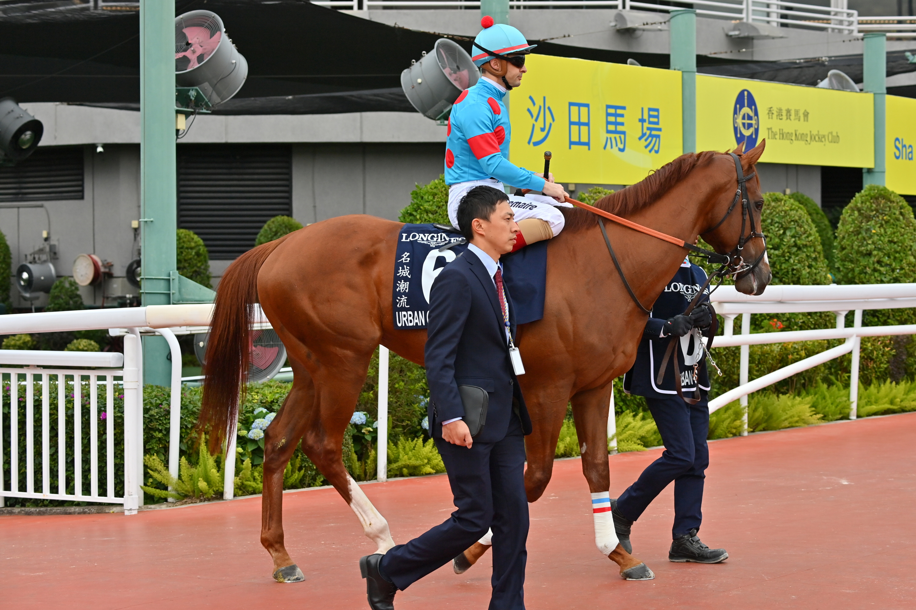 3歳以上次走報】アーバンシックはサウジ＆カタールに登録 - サンスポZBAT!