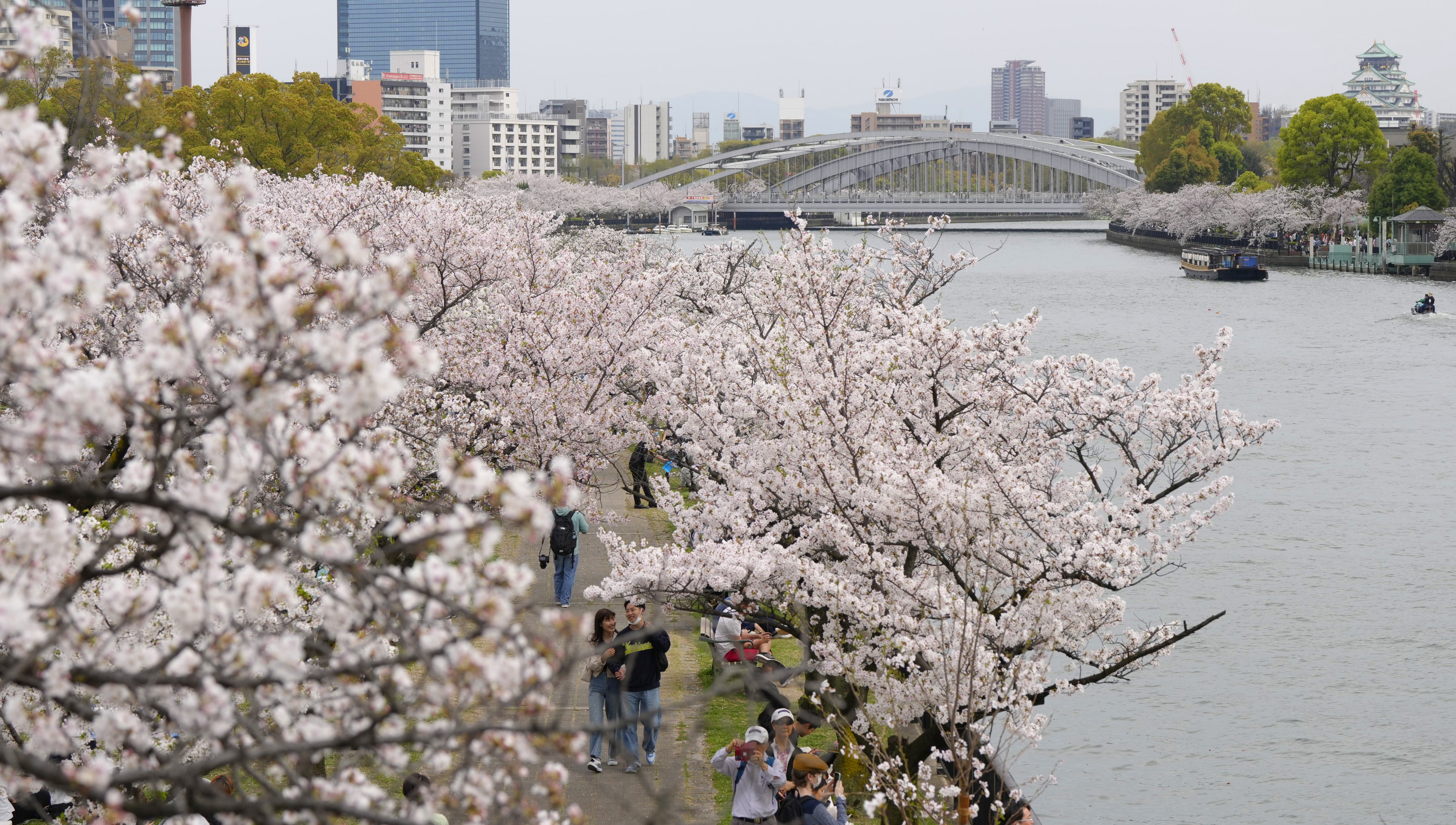 大阪・都島の毛馬桜之宮公園で桜満開 全方向を一度に撮影のカメラで