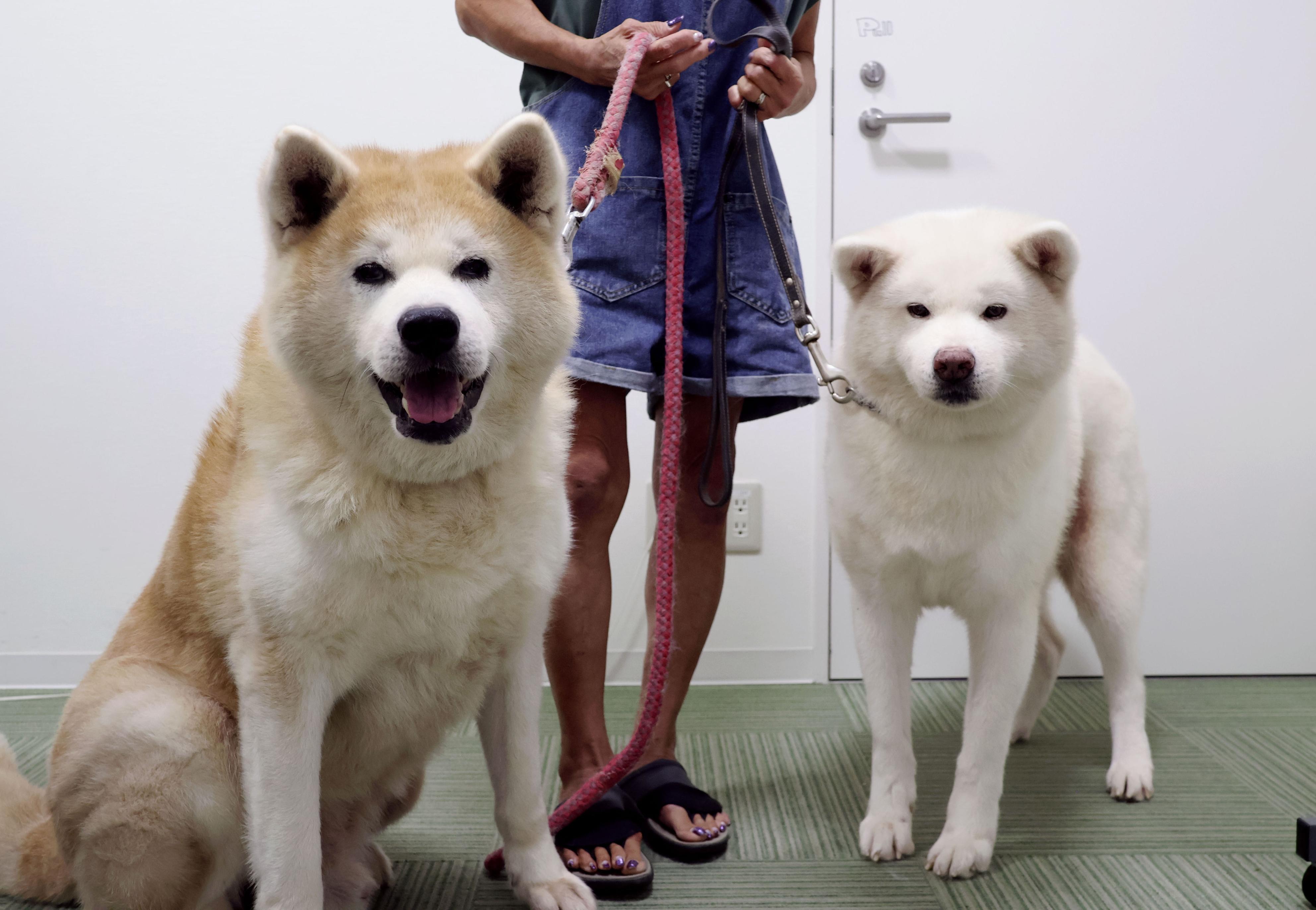 高齢の「忠犬ハチ公」秋田犬に幸せな余生を クラファンで寄付募る 