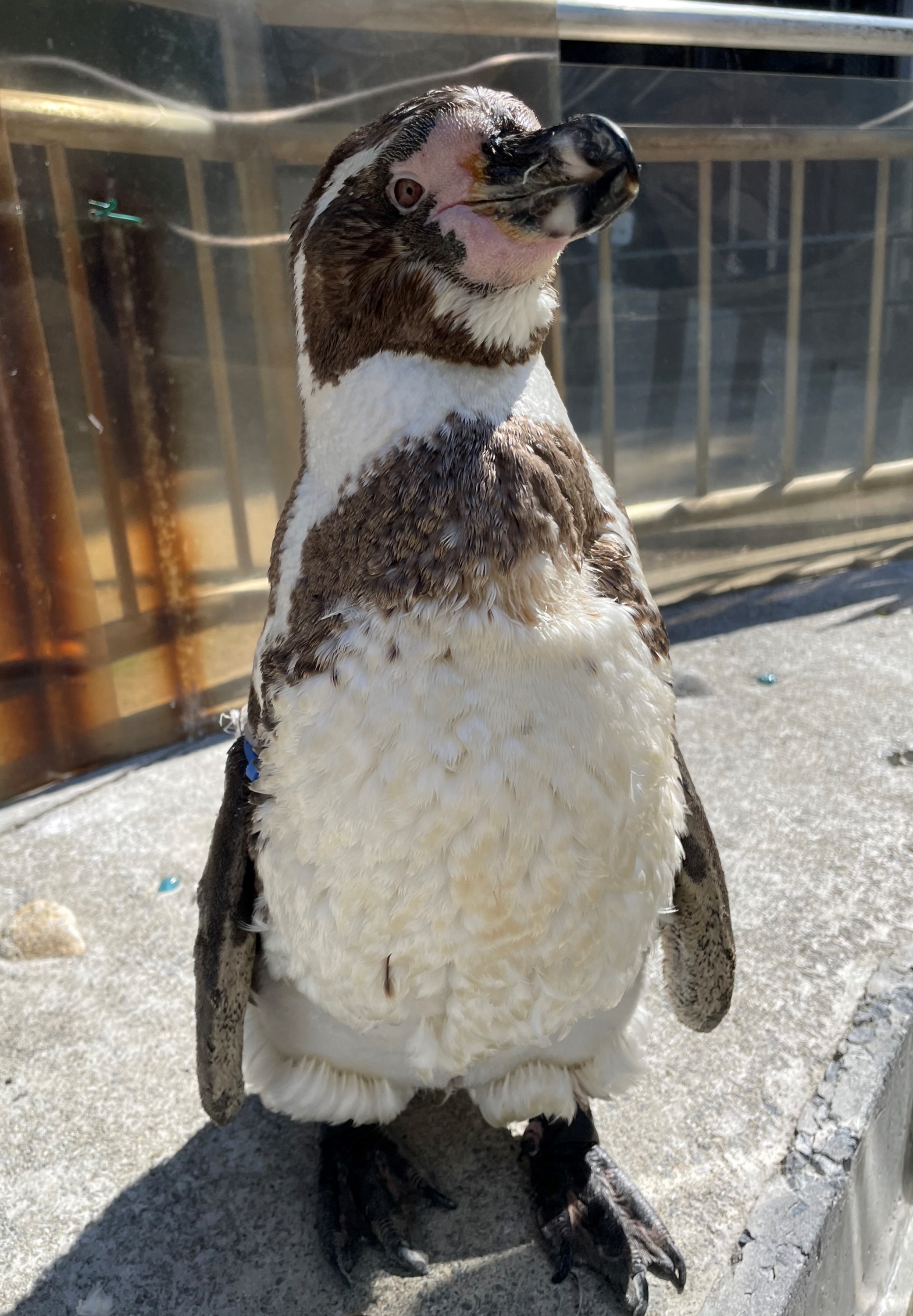 フンボルトペンギン 換羽中は黒い帯模様もボッサボサ 長野・須坂市