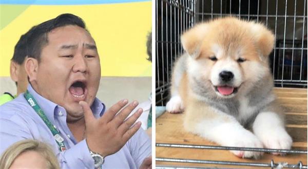 朝青龍にも秋田犬贈呈へ ザギトワの マサル のいとこ マサオ サンスポ