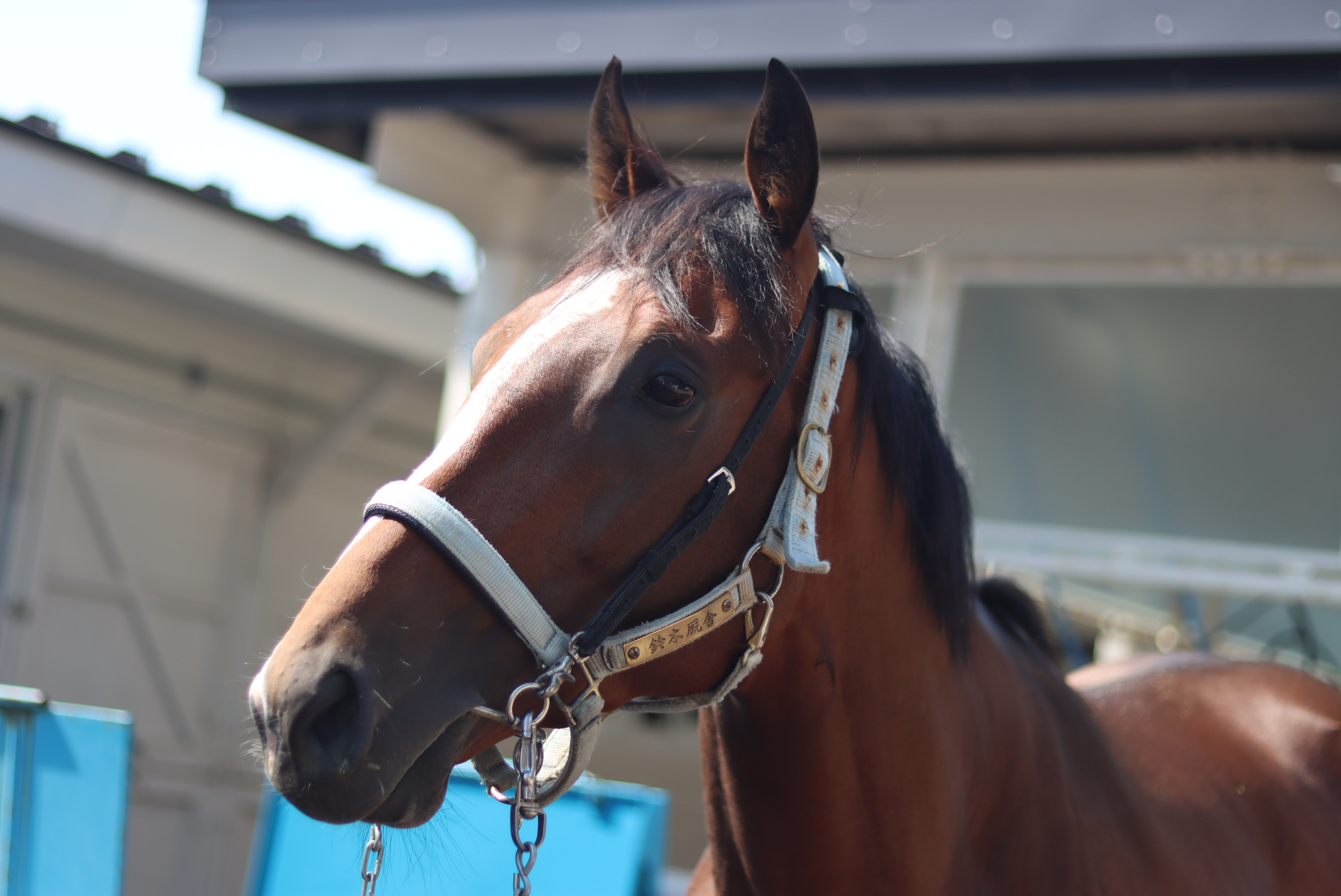 桜至郎の競馬こばなし 縦〝桜〟無尽】飛躍を見込む3歳馬サムシャイン 