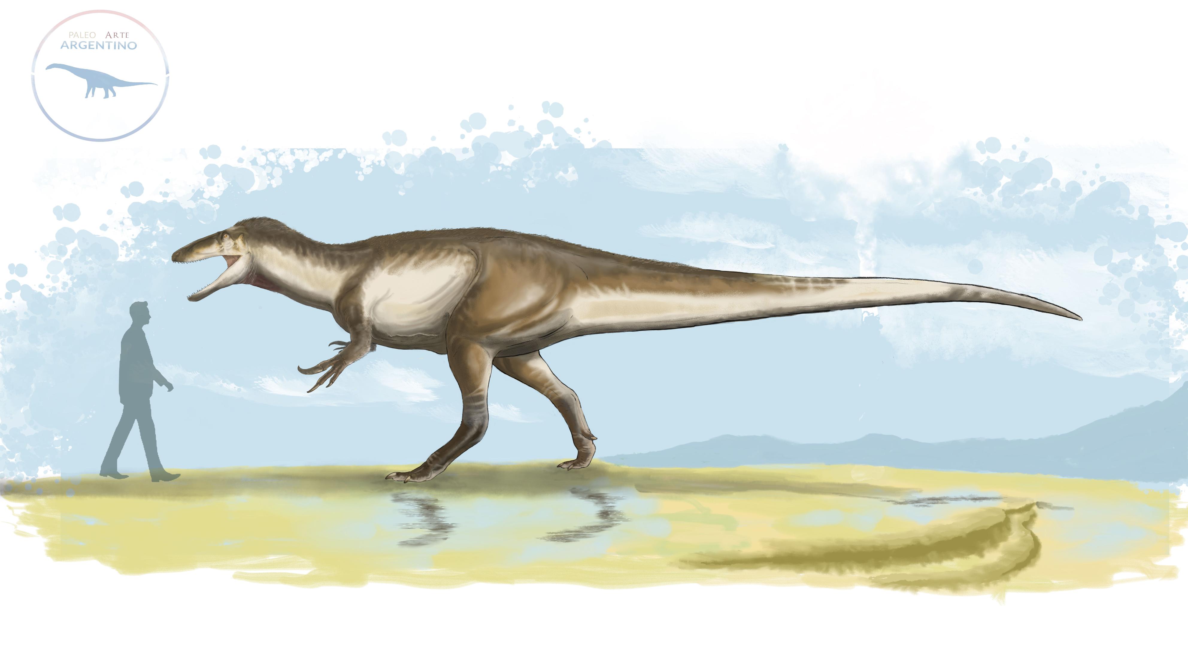 恐竜　歯化石　標本　北米大陸　アメリカ　獣脚類　ティラノサウルス類　希少 恐竜歯化石標本北米大陸アメリカ獣脚類ティラノサウルス類希少