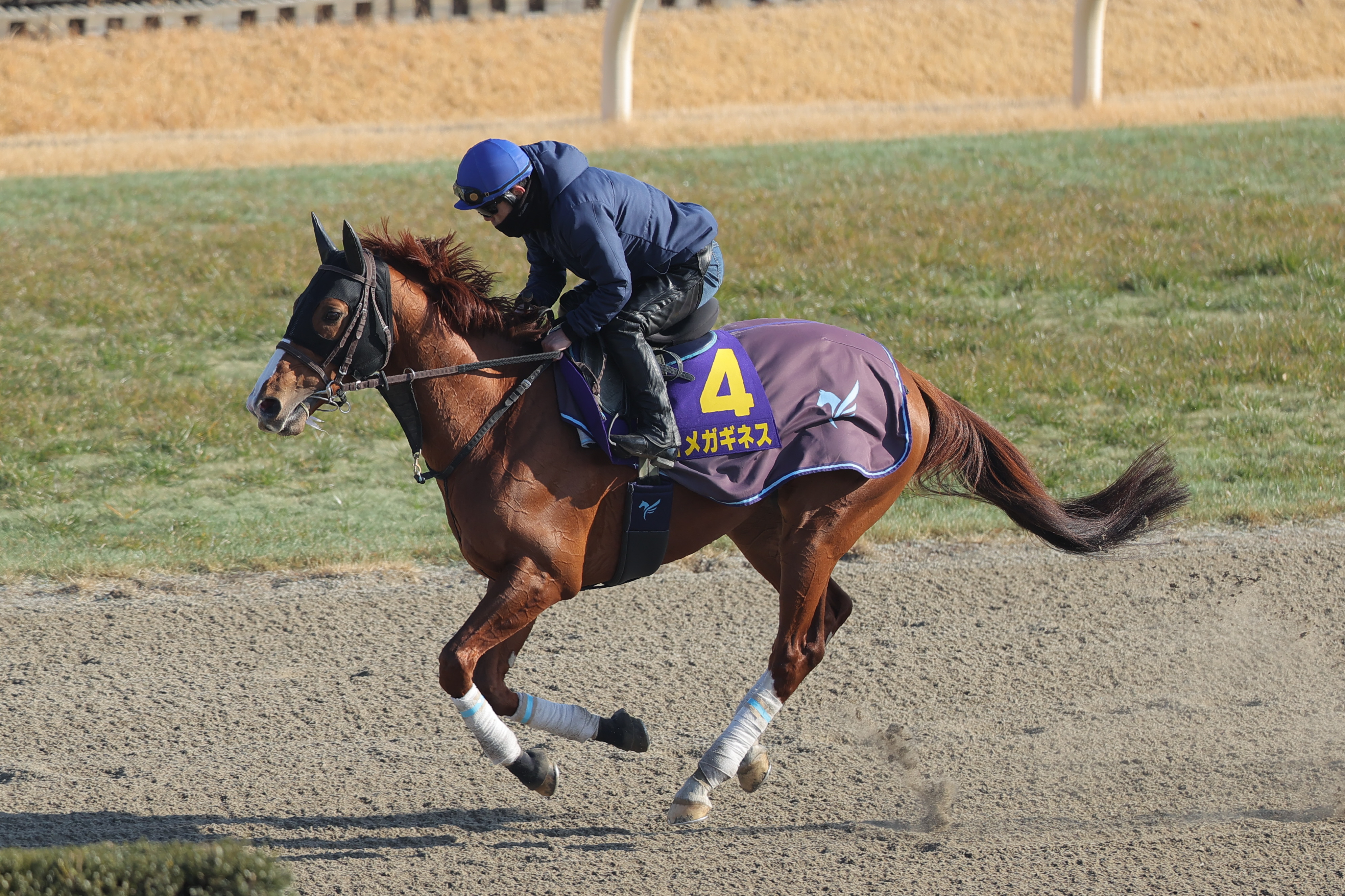 ドバイWCデー・ゴドルフィンマイルの招待をオメガギネスなど3頭が受諾