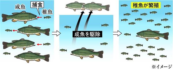 稚魚まで食べるブラックバスの駆除もリバウンド現象で稚魚が急増 新たな対応を模索 琵琶湖 1 2ページ 産経ニュース