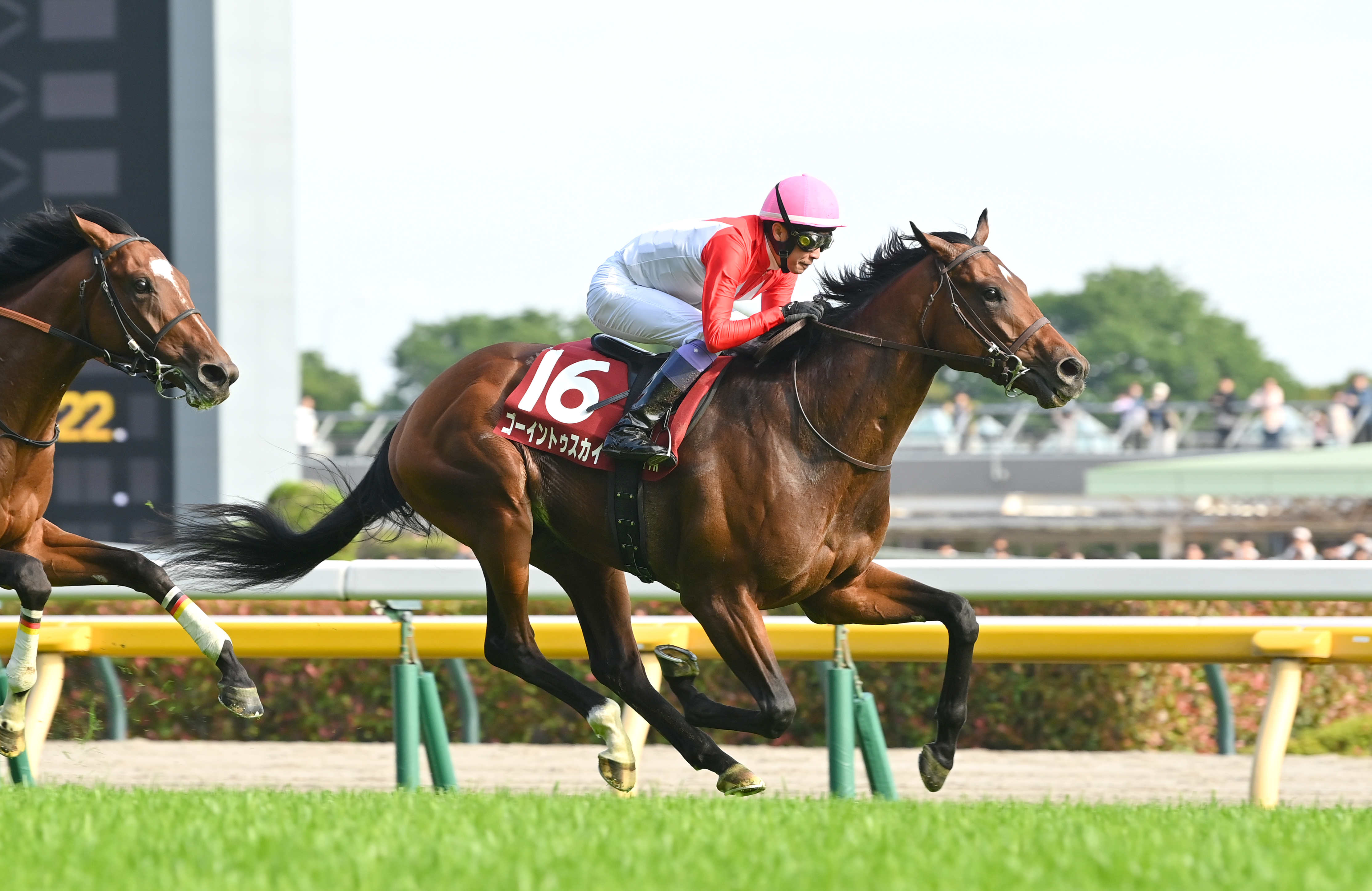 青葉賞を勝ったゴーイントゥスカイは引き続き武豊騎手で日本ダービーへ