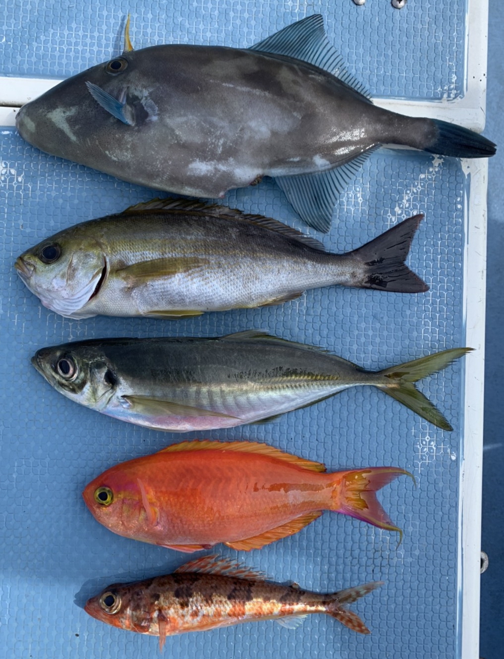 女子のミカタ ｌｔウイリー五目を楽しもう 東京湾口 洲崎沖 サンスポ