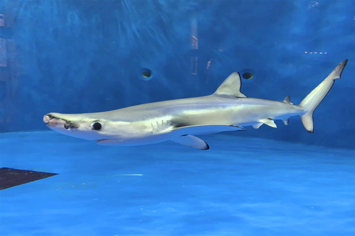 国内最長飼育のサメ死ぬ 仙台うみの杜水族館 サンスポ
