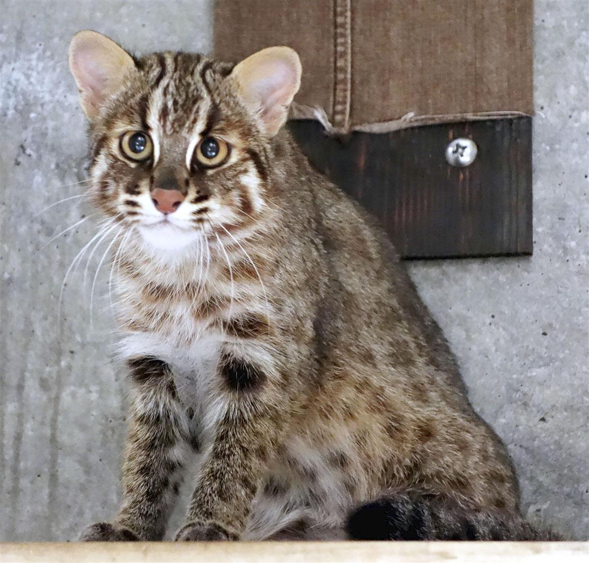 ツシマヤマネコ２匹誕生 名古屋市の東山動植物園 産経ニュース