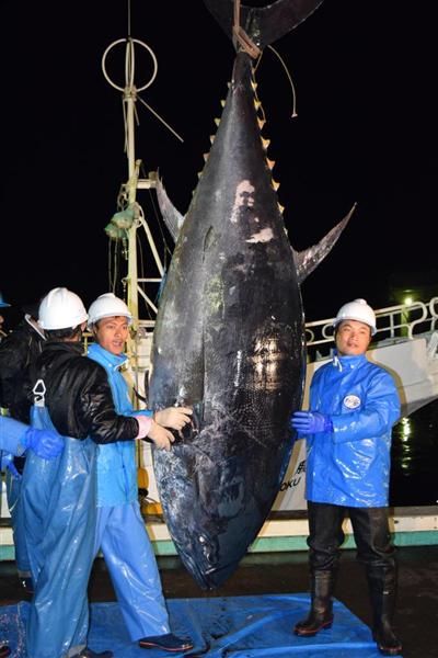 ギョギョ ６８年間で最大のマグロ水揚げ 和歌山 那智勝浦 産経ニュース