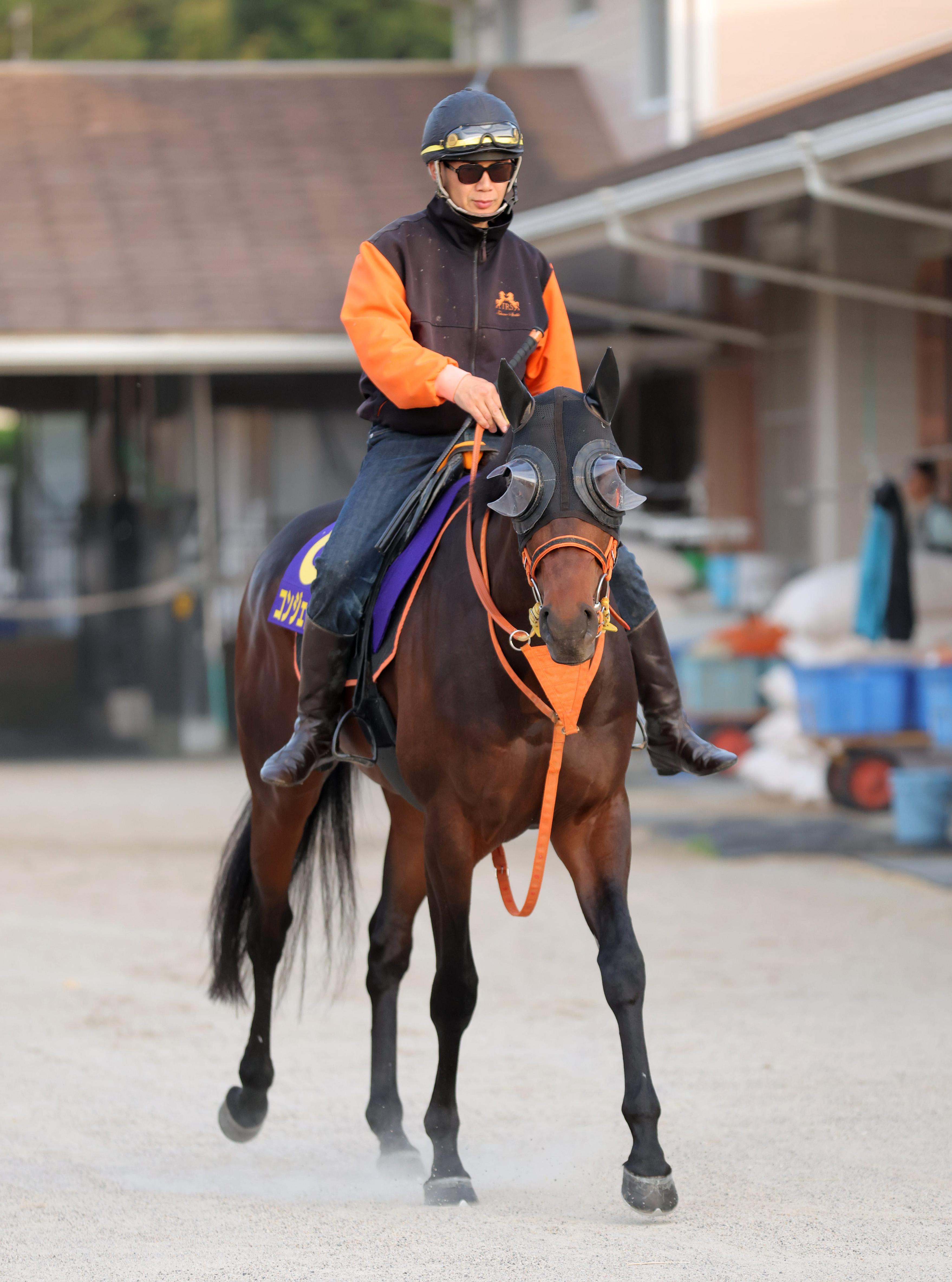 日本ダービー】新種牡馬コントレイルは2頭を送り出す 社台SS徳武場長