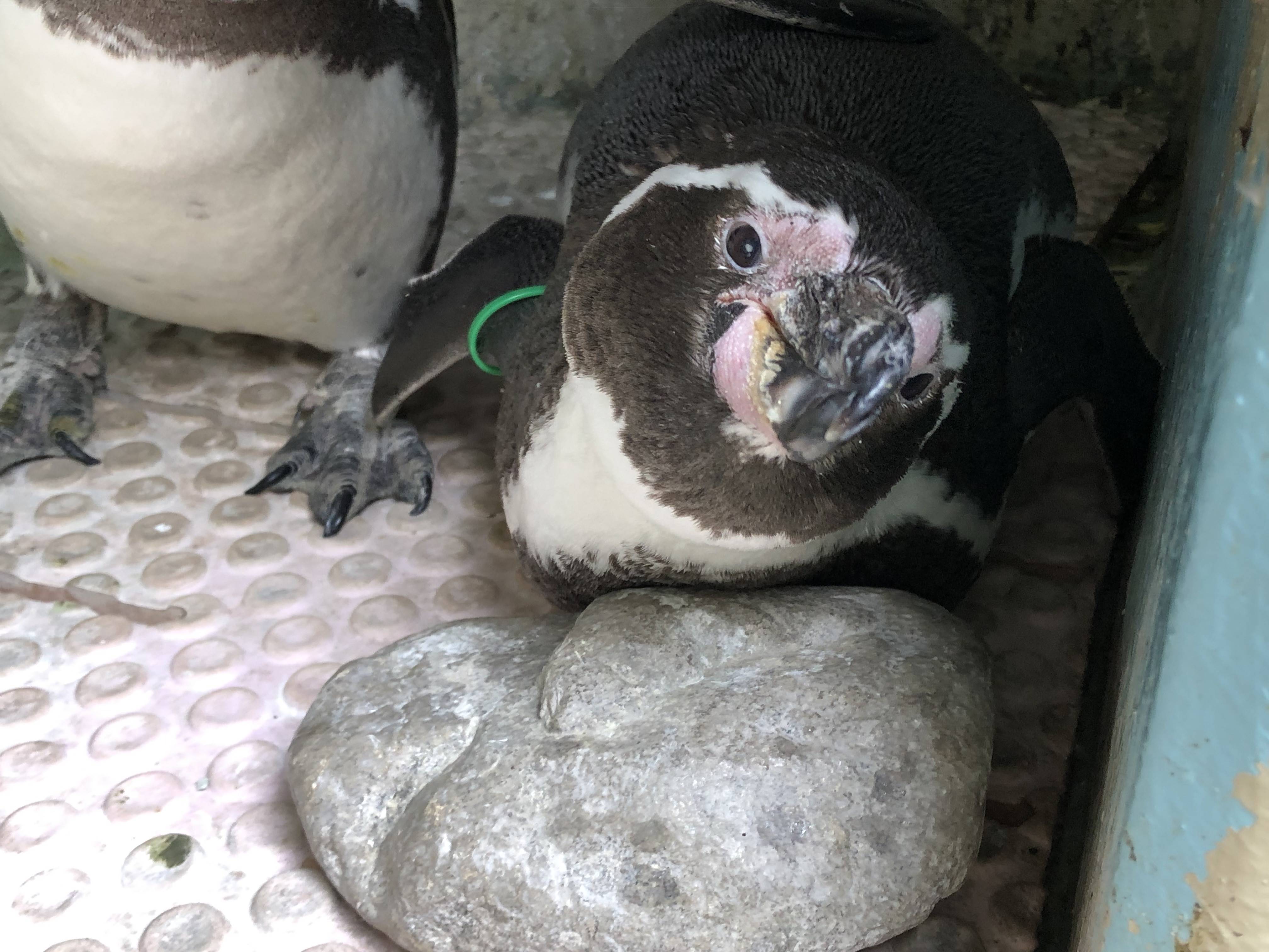 長野 須坂市動物園 飼育員日誌 フンボルトペンギン ご長寿 トォちゃん ３５歳に 産経ニュース