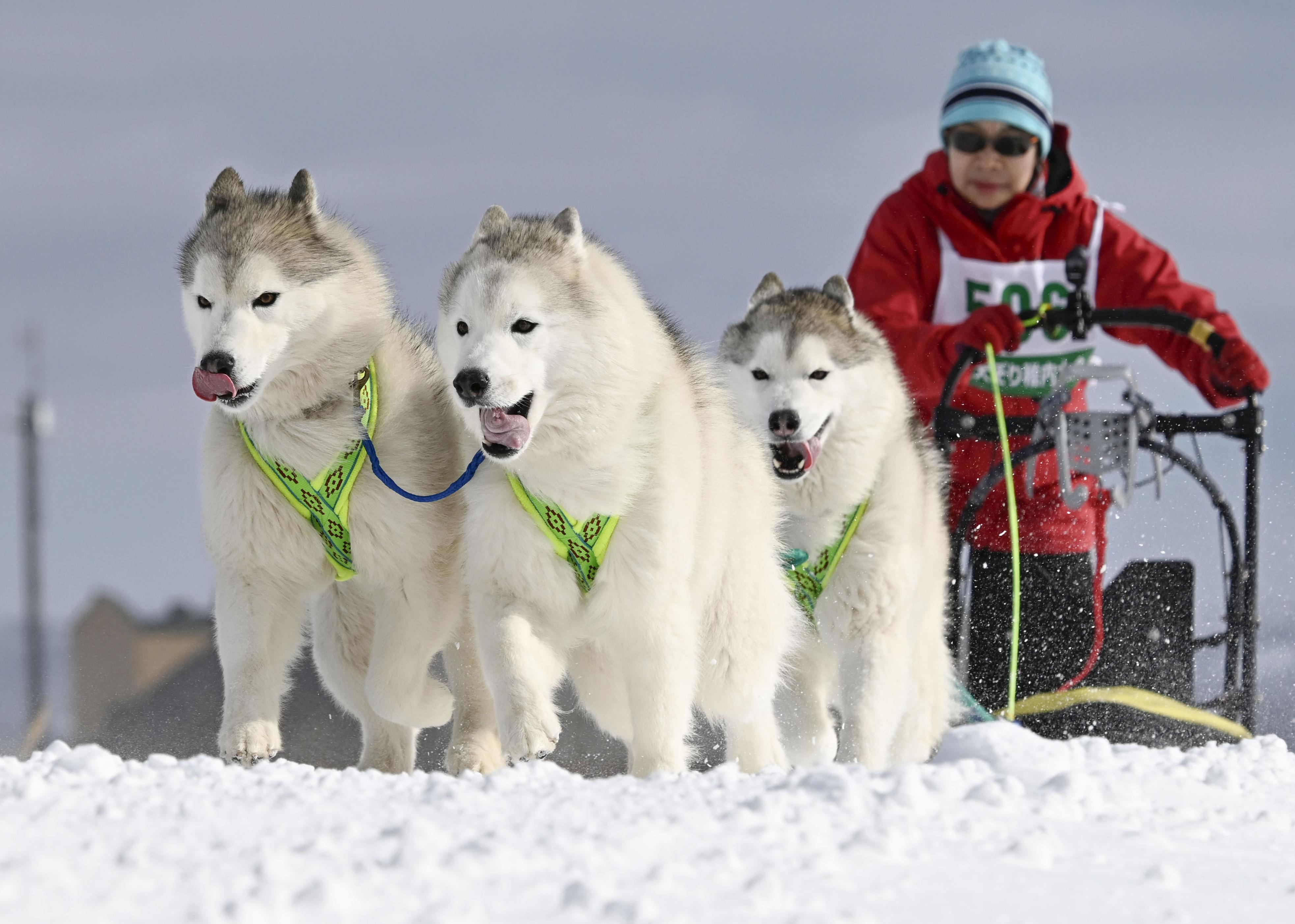 強風の雪原、犬ぞり疾走 北海道・稚内、2年ぶり大会 - 産経ニュース