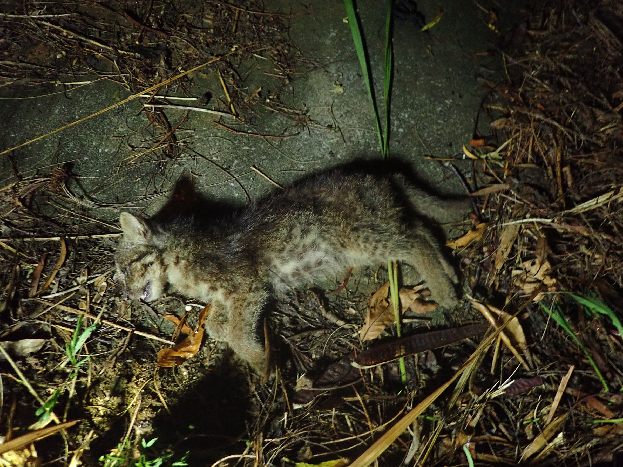 世界自然遺産の西表島でヤマネコ交通事故死多発 1 3ページ 産経ニュース