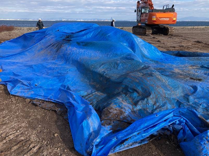 神戸・垂水沖のクジラ、ヒゲクジラの雌と判明 体長14メートルで体重は